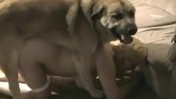 Substituted a hot pussy for a dog and gets a kick out of zoosex hot free video