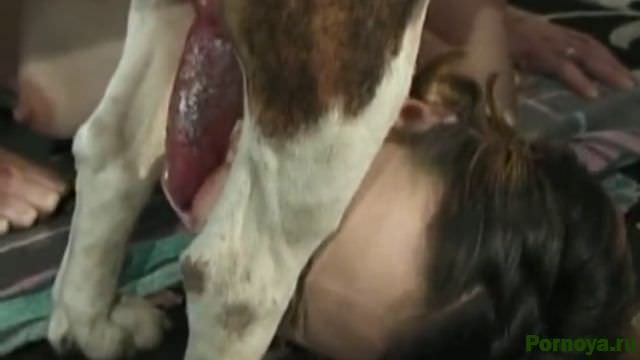 Bespectacled whore sucks dog cocks. Porn mp4 with creatures