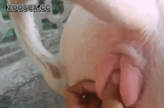 A zoophile man touches a pig's pussy with his hand and penetrates it with his penis 318p